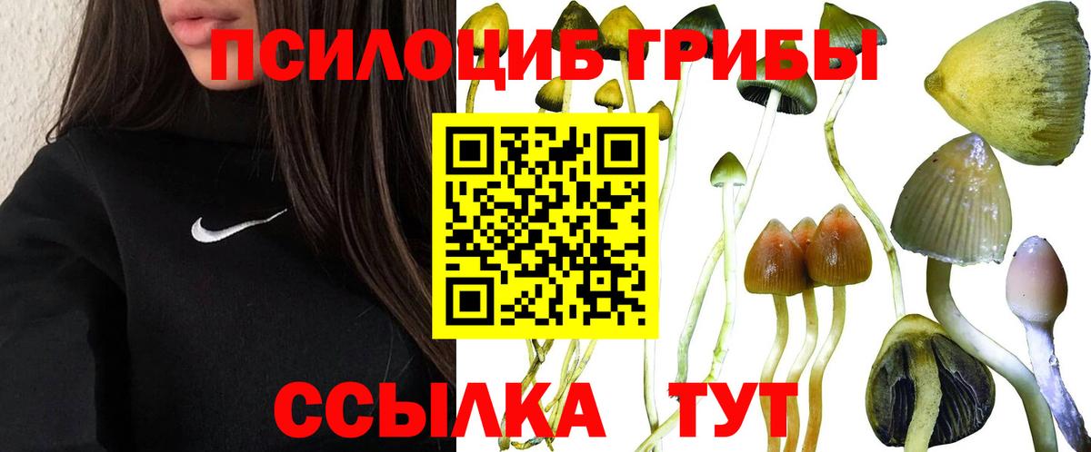 Галлюциногенные грибы Psilocybe  Вход с VPN  Зеленогорск 
